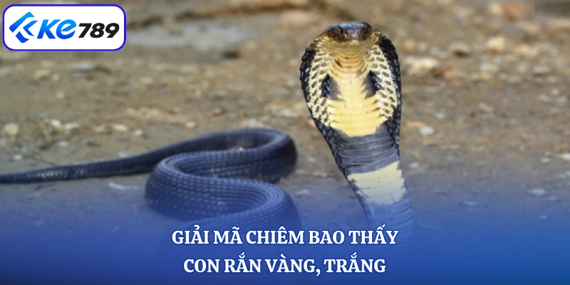 Giải mã chiêm bao thấy con rắn vàng, trắng