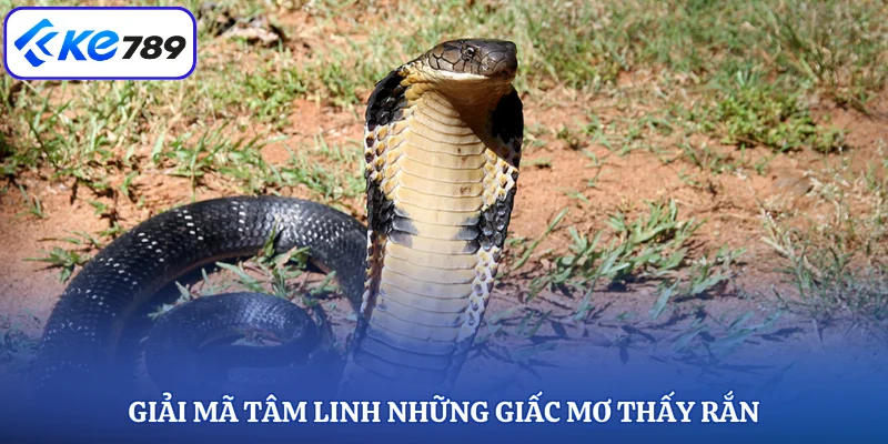 Giải mã tâm linh những giấc mơ thấy rắn